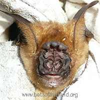 Hipposideros lekaguli